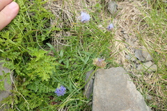 Jasione laevis