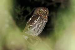 Micrathene whitneyi