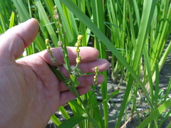 Sparganium erectum erectum