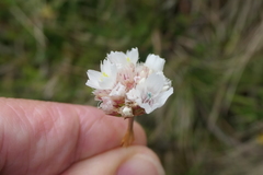 Armeria pubinervis