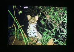 Prionailurus bengalensis