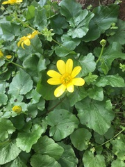 Ficaria verna