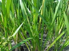 Sparganium erectum erectum