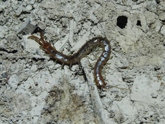 Arthrorhabdus pygmaeus