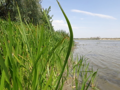 Sparganium erectum erectum