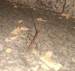 Clonopsis gallica