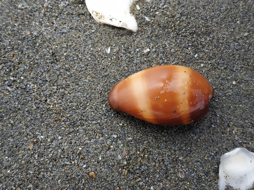 クチグロキヌタ
