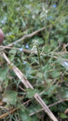 Alopecurus myosuroides