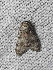 Eucereon myrina