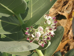Calotropis procera