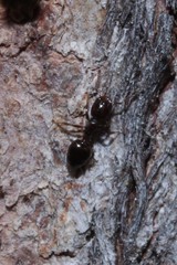 Crematogaster cornigera