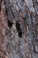 Crematogaster cornigera