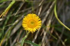 Pentanema britannica