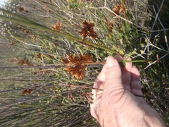 Thamnochortus erectus