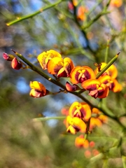 Daviesia divaricata