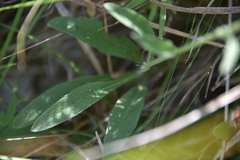 Pentanema britannica