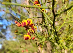 Daviesia divaricata