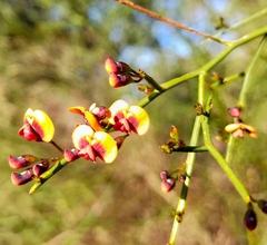 Daviesia divaricata