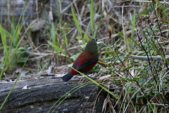 Cryptospiza reichenovii