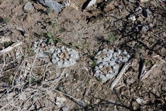 Lophophora williamsii
