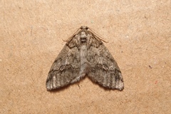 Tephronia lhommaria