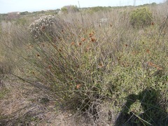 Thamnochortus erectus