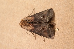 Abrostola triplasia