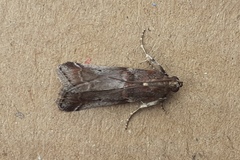 Acrobasis suavella