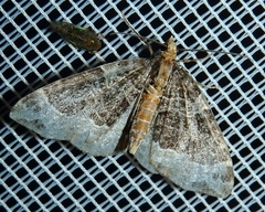 Ecliptopera capitata