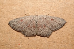 Cyclophora pendularia
