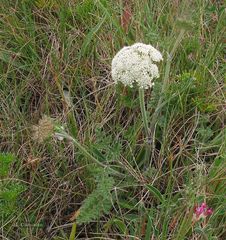 Daucus carota gummifer