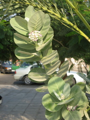 Calotropis procera