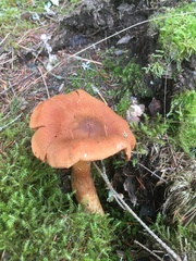 Cortinarius rubellus