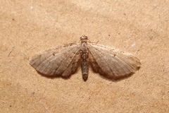 Eupithecia tenuiata