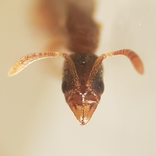 Hypoponera abeilleiHypoponera abeillei