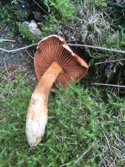 Cortinarius rubellus
