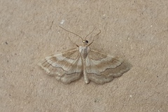 Idaea circuitaria