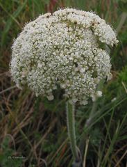 Daucus carota gummifer