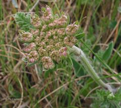 Daucus carota gummifer