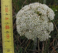 Daucus carota gummifer