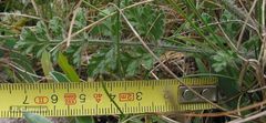 Daucus carota gummifer