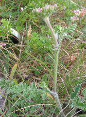 Daucus carota gummifer