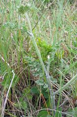 Daucus carota gummifer
