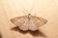 Isturgia murinaria