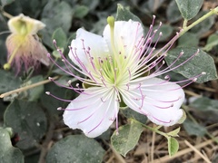 Capparis sicula