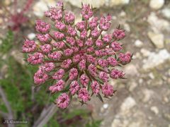 Daucus carota gummifer