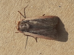 Ochropleura leucogaster