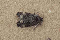 Apotomis betuletana