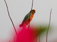 Platycercus icterotis icterotis