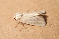 Photedes dulcis